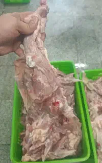 اسکلت باگردن