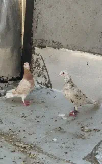 کبوتر