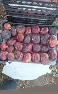 انجیر سیاه لرستان