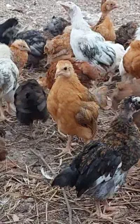 جوجه ،مرغ ،خروس