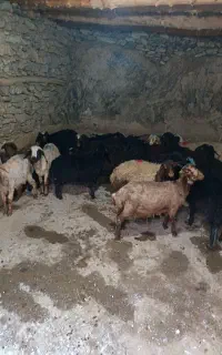 کاور نر هشت عدد