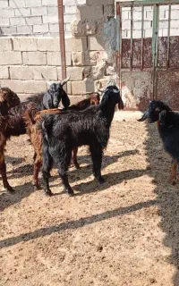۶ راس کهره نر