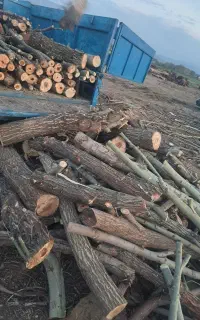 خرید انواع چوب ساختمانی درخت