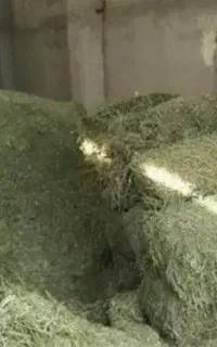 کاه یونجه عقیلی