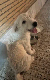 گمشده