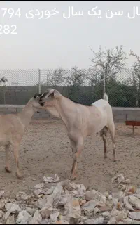 نری سومال درجه