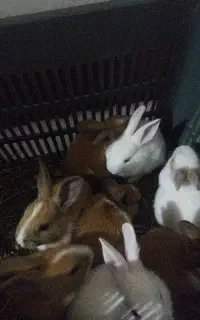 بچه خرگوش