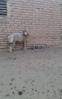 بره ارسنجان