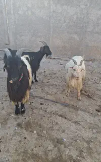 بز وبزغاله