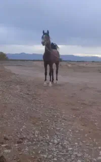 فروس عرب یکسر
