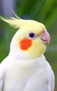 عروس گمشده