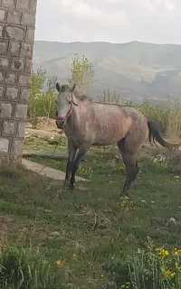 مادیان سه ساله فروشی
