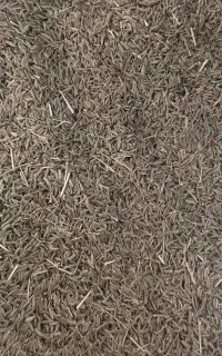 فروش عمده زیره سبز ارگانیک