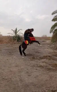 سلام اسب نریون