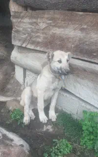فروش سگ
