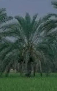نهال یا پاجوش خرما (کوگ)