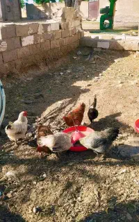 مرغ رسمی