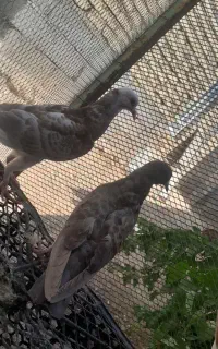 کبوتر طوق زرد جفت داره زاغ شابال جفت داره