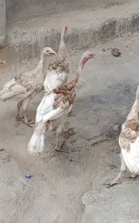 فروش جوجه بوقلمون 4ماه
