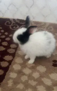 بچه خرگوش تازه از شیر دراومده