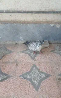 کبوتر
