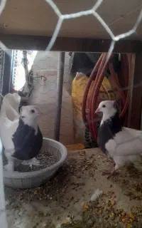 کبوتر طوقی