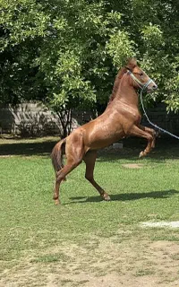 اسبِ فروشی .نریان