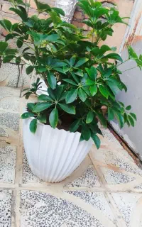 چند مدل گل طبیعی با قیمت مناسب