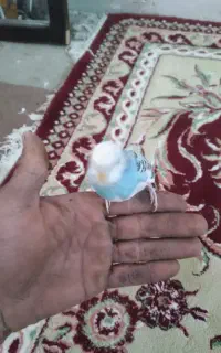 مرغ عشق