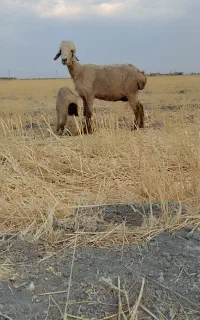 میش بره دار