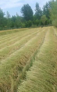 درو کردن مزرعه (با دستگاه درو)
