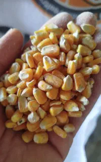 فروش انواع نهاده دامی جو ذرت سویا سبوس(عمده،جزئی)
