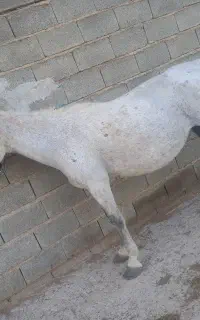 اسب مادیون