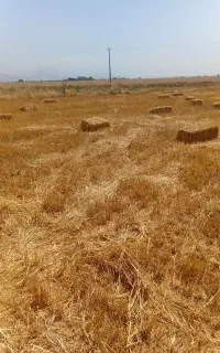 فروش کاه و پرس عمده