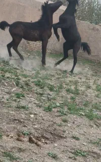 یک راس کره نریون ۱ساله کره ی سیروان لارتی