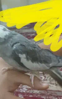 عروس هلندی نر گمشده
