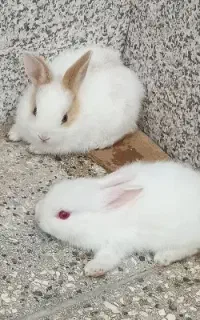 خرگوش