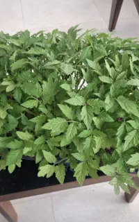 نشا گوجه