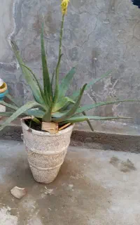 گل و گلدان آپارتمانی