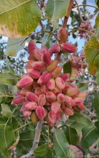 کود اوره