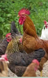 فروش جوجه خروس و خروس
