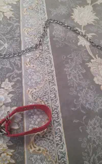 قلاده سگ
