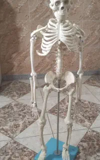 اسکلت آموزشی انسان