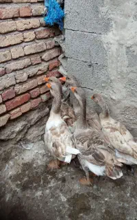 چهارعدد غاز طبیعی کرچ شو