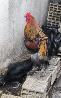 ۳ عدد خروس جوان وزیبا