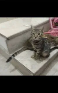 واگذاری بچه گربه دختر ۳ ماهه