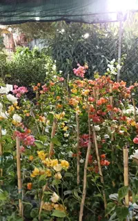 گل کاری