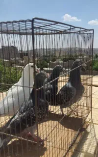 کبوتر