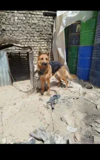 سگ ژرمن