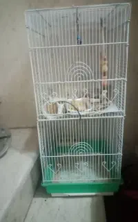 قفس پرنده طوطی